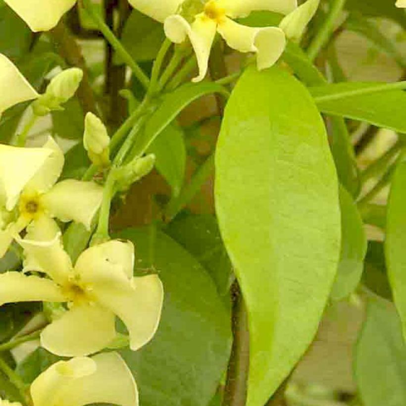 Sternjasmin Star of Toscane - Trachelospermum (Laub)