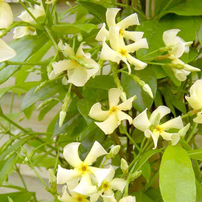 Sternjasmin Star of Toscane - Trachelospermum (Blüte)