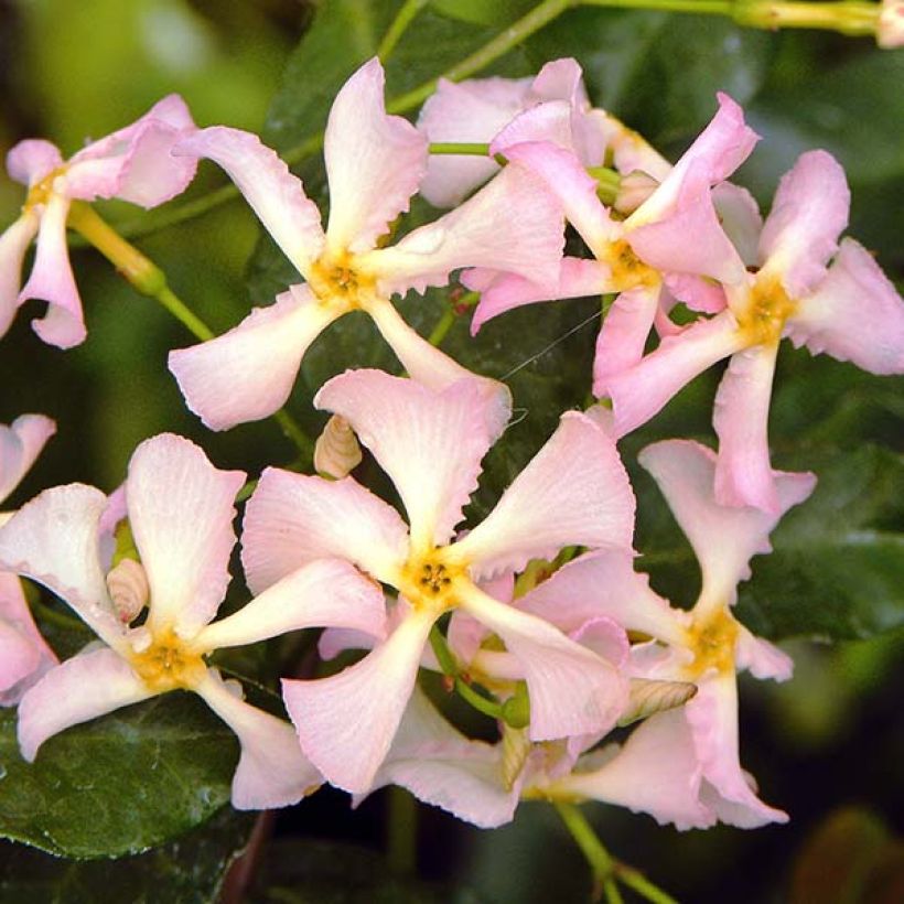 Gelber Sternjasmin Pink Showers - Trachelospermum (Blüte)