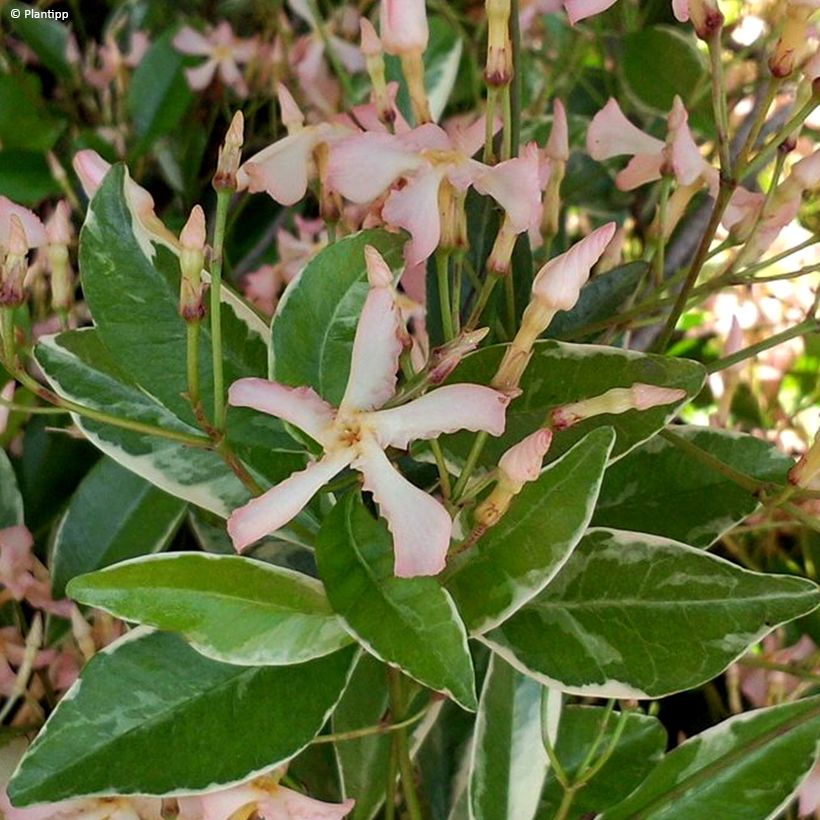 Gelber Sternjasmin Star of Milano - Trachelospermum (Blüte)