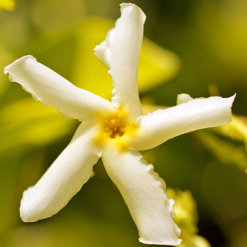 Gelber Sternjasmin Chili & Vanilla Livano - Trachelospermum (Blüte)