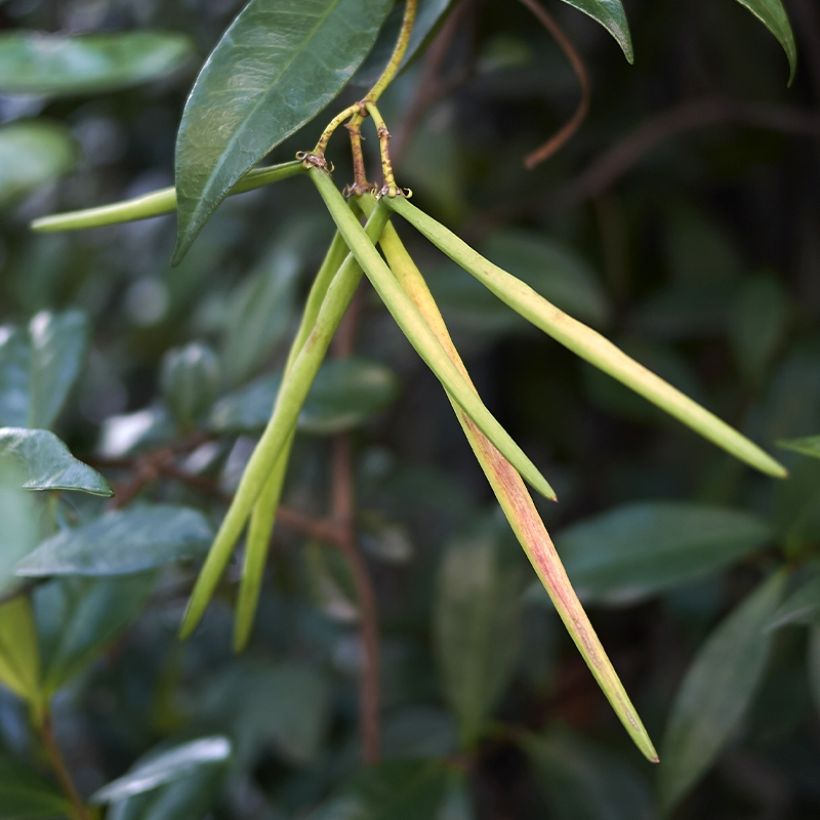 Gelber Sternjasmin Chili & Vanilla Livano - Trachelospermum (Ernte)