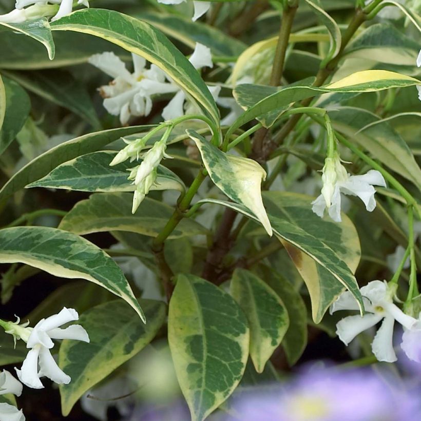 Sternjasmin Sun Lover - Trachelospermum (Laub)