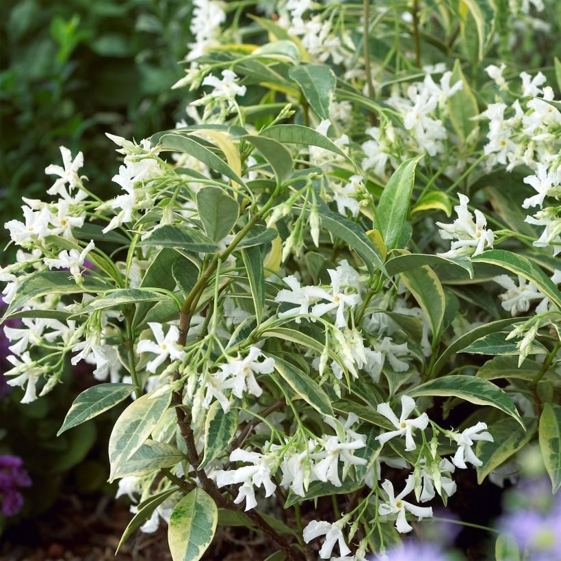 Sternjasmin Sun Lover - Trachelospermum (Blüte)