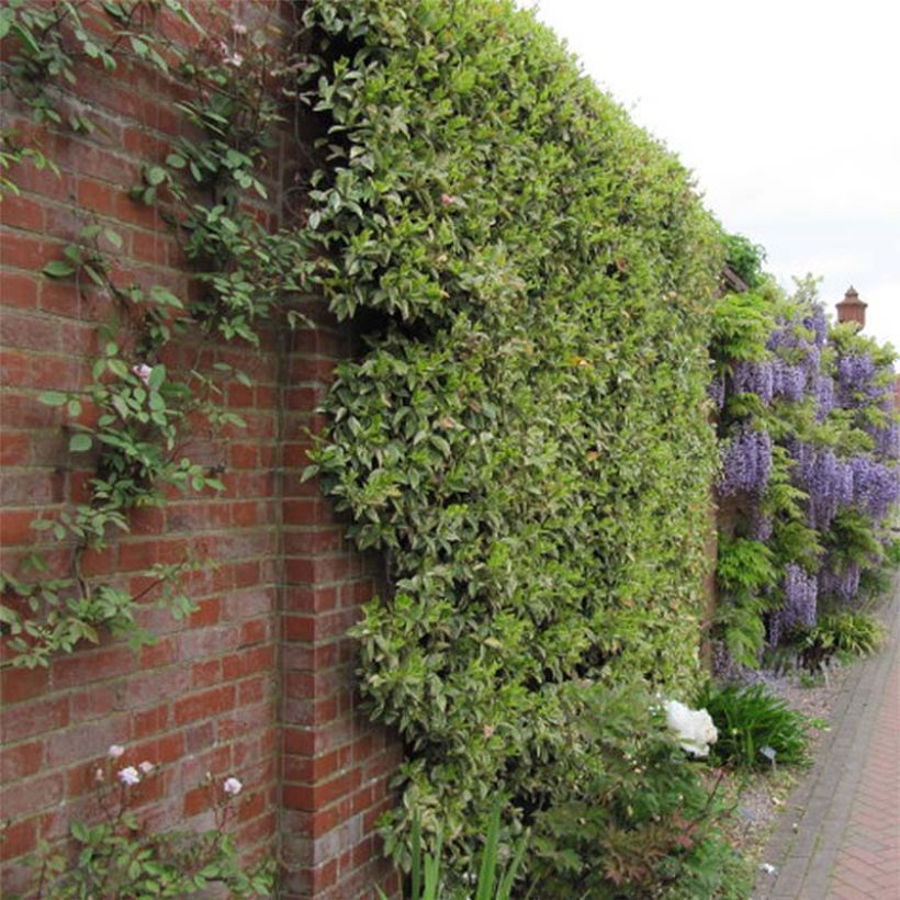 Sternjasmin Variegatum - Trachelospermum (Hafen)