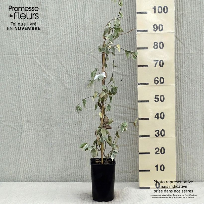 Exemplar von Trachelospermum jasminoides Variegatum - Jasmin étoilé Pot de 2L/3L wie im Herbst geliefert