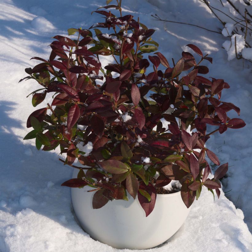 Sternjasmin Winter Ruby 'Trared - Trachelospermum (Hafen)