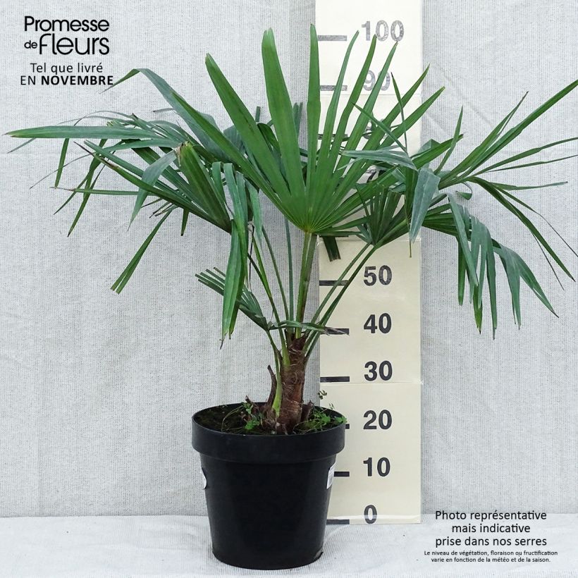 Exemplar von Palmier de Chine - Trachycarpus fortunei en pot de 15L wie im Herbst geliefert