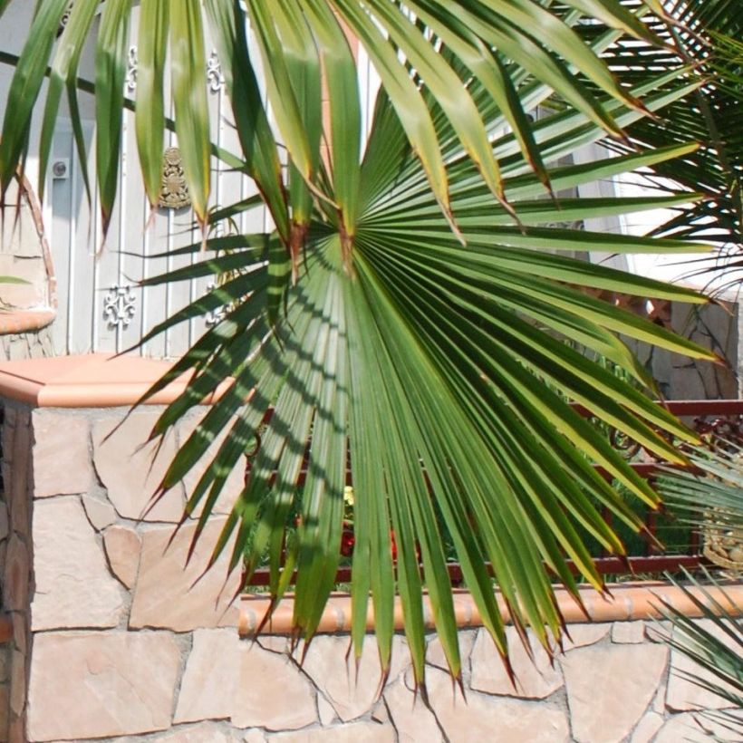 Trachycarpus latisectus - Windamere Palme (Laub)