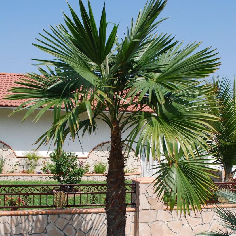 Trachycarpus latisectus - Windamere Palme (Hafen)