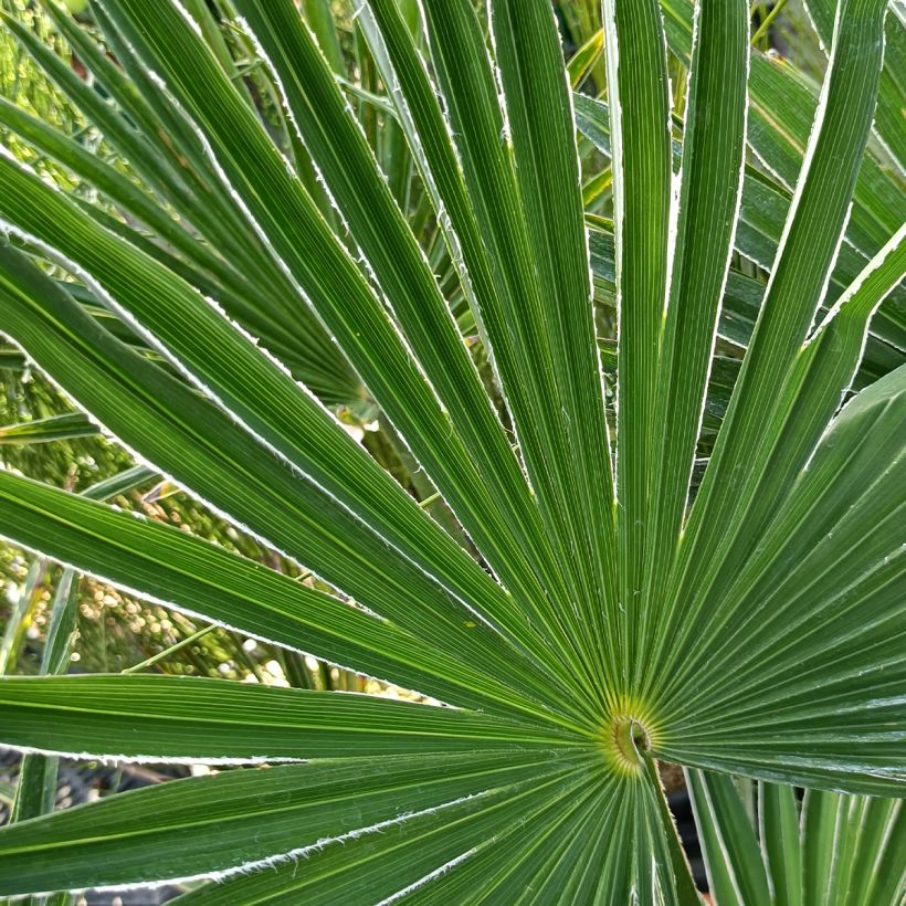 Trachycarpus wagnerianus - Wagner Hanfpalme (Laub)