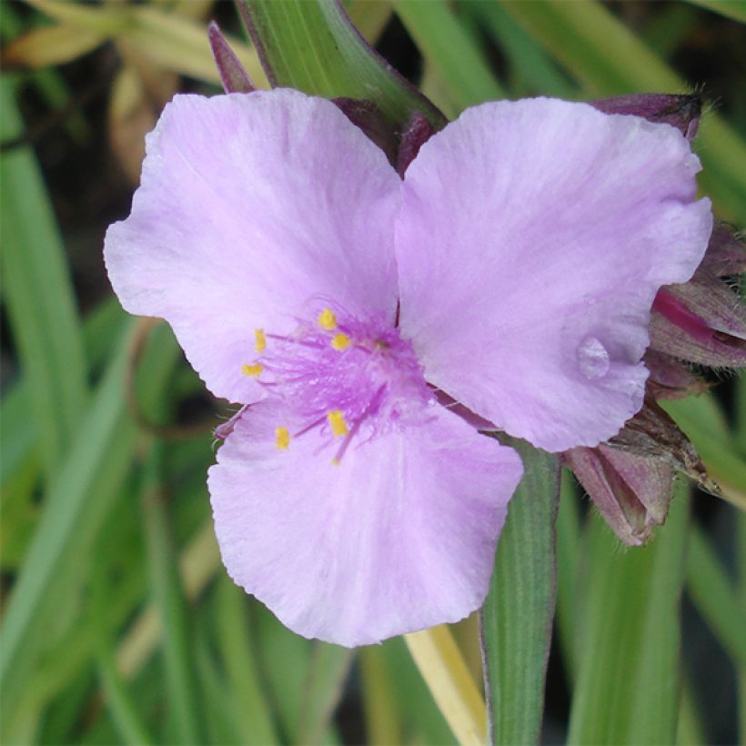 Tradescantia andersoniana Perrine's Pink - Dreimasterblume (Blüte)