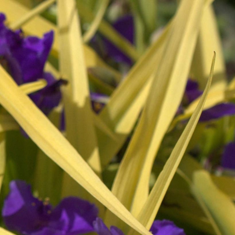 Tradescantia andersoniana Blue and Gold - Dreimasterblume (Laub)