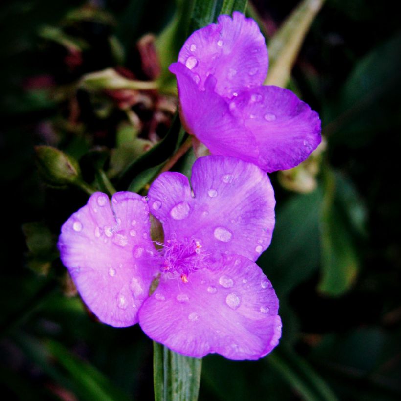 Tradescantia andersoniana Karminglut - Dreimasterblume (Blüte)