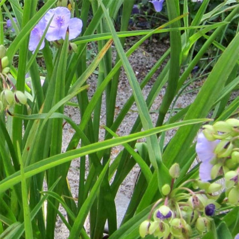 Tradescantia andersoniana Little Doll - Dreimasterblume (Laub)