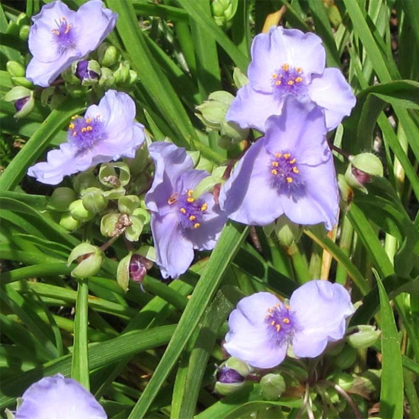 Tradescantia andersoniana Little Doll - Dreimasterblume (Blüte)