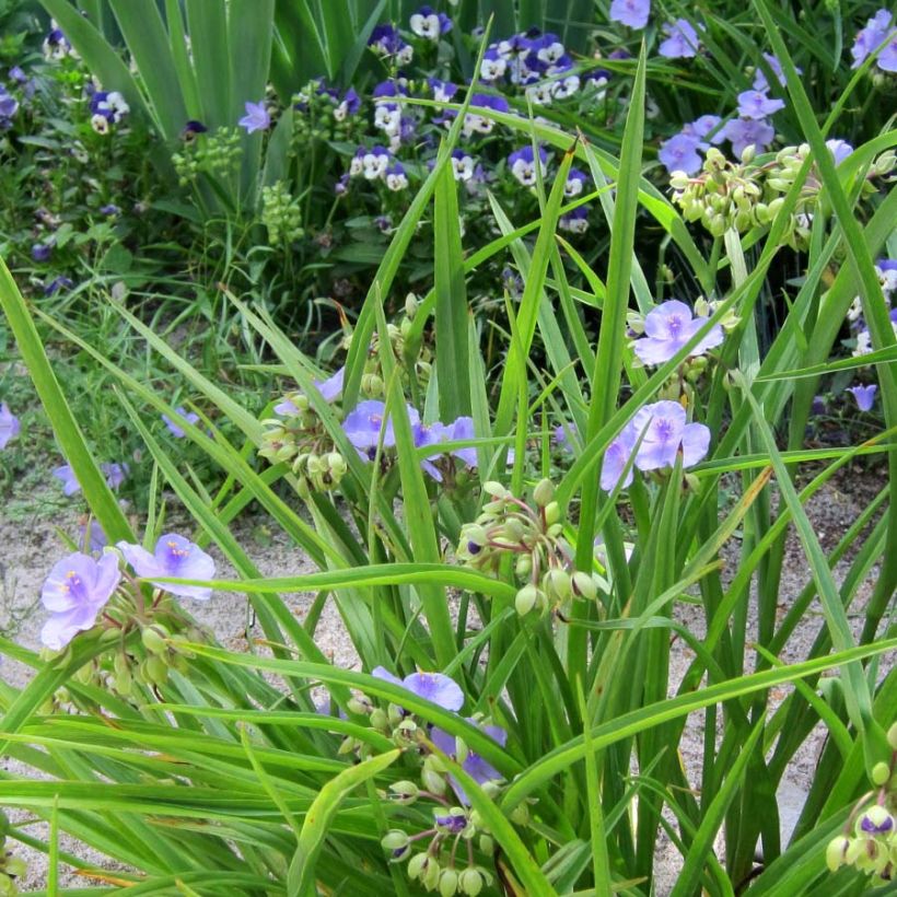 Tradescantia andersoniana Little Doll - Dreimasterblume (Hafen)