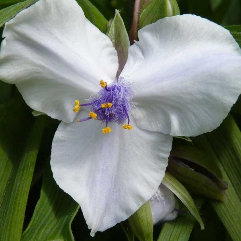 Tradescantia andersoniana Osprey - Dreimasterblume (Blüte)