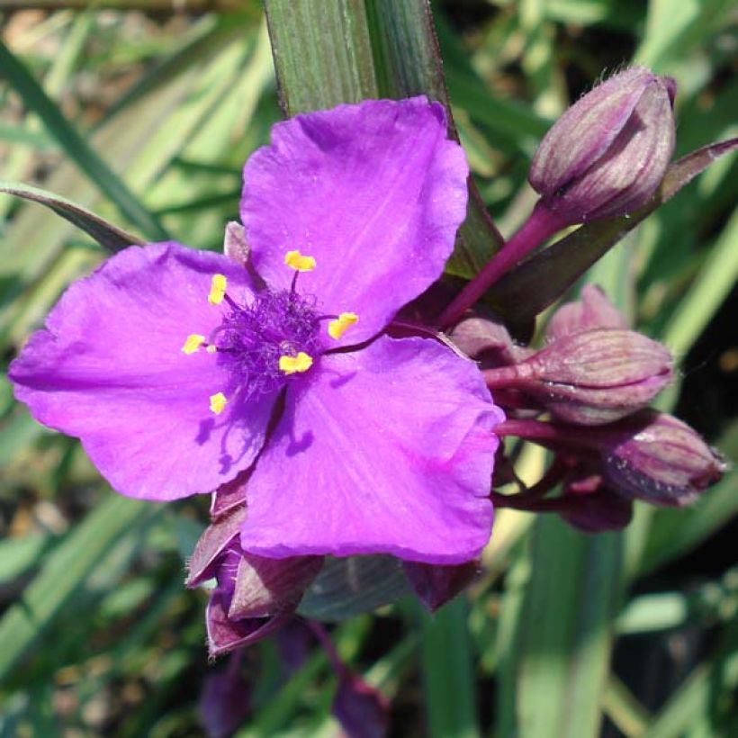 Tradescantia andersoniana Concord Grape - Dreimasterblume (Blüte)