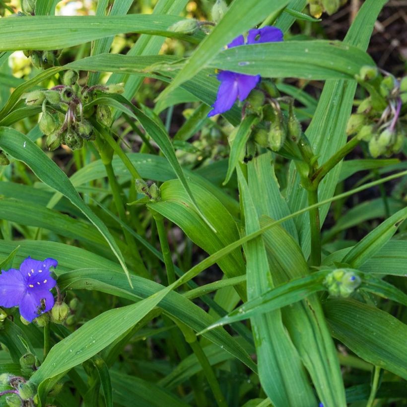 Tradescantia andersoniana Zwanenburg Blue - Dreimasterblume (Laub)