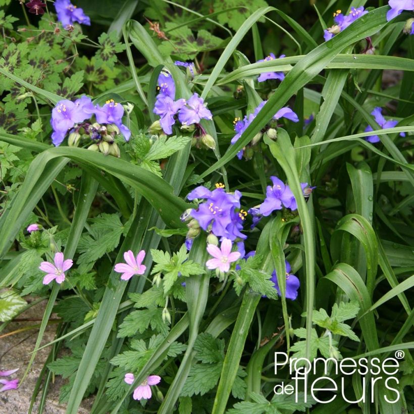 Tradescantia andersoniana Zwanenburg Blue - Dreimasterblume (Hafen)