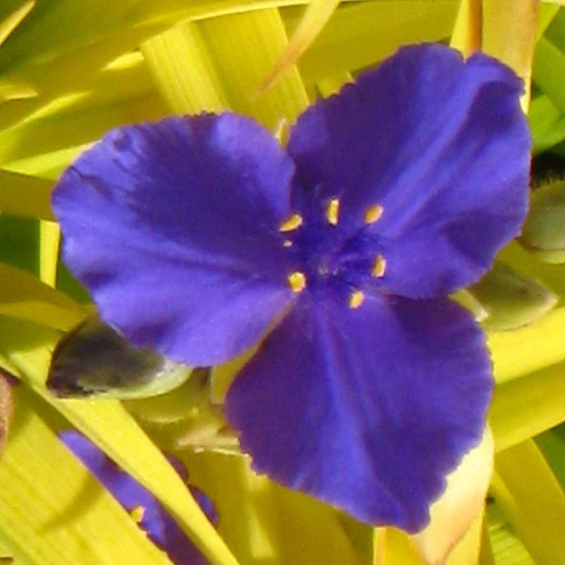 Tradescantia andersoniana Sweet Kate - Dreimasterblume (Blüte)