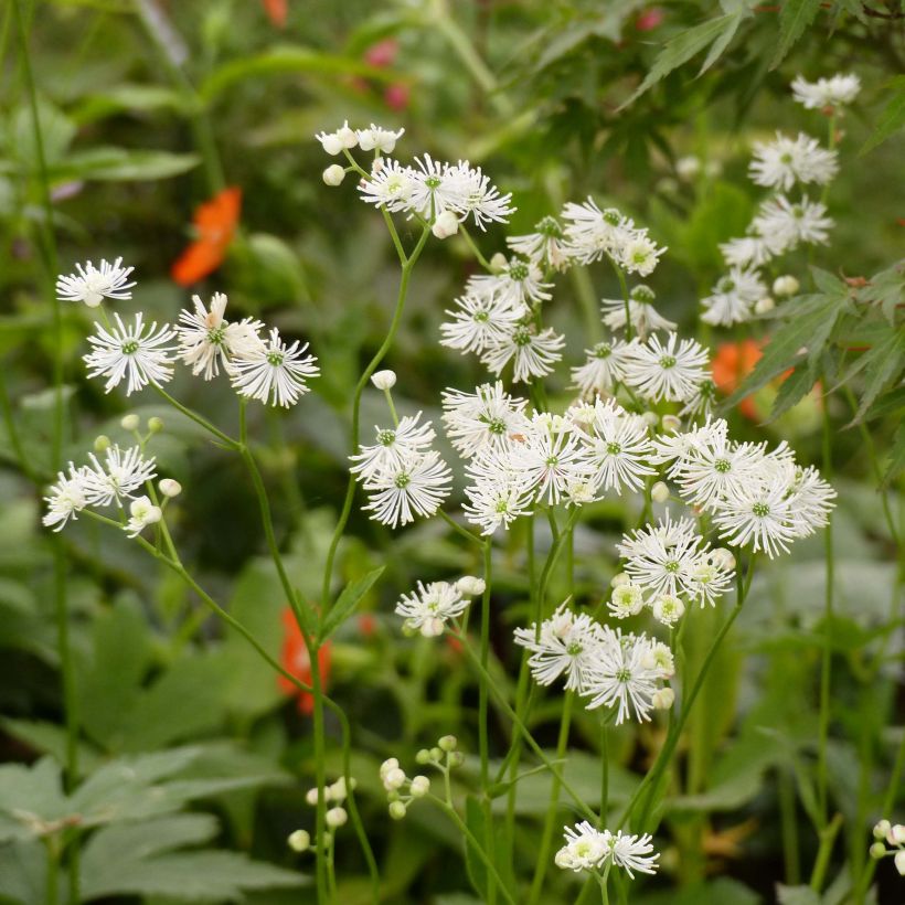 Trautvetteria caroliniensis (Blüte)