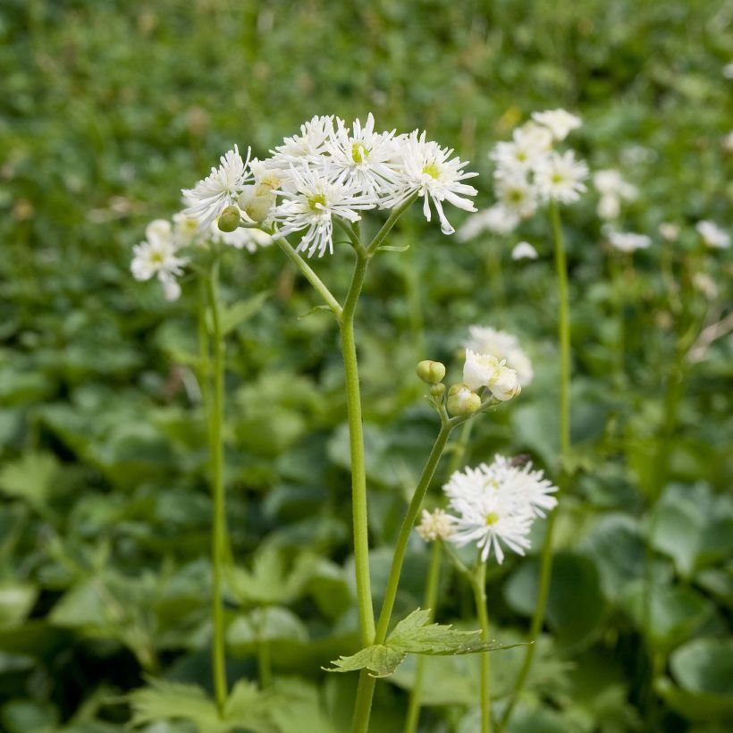 Trautvetteria caroliniensis (Hafen)