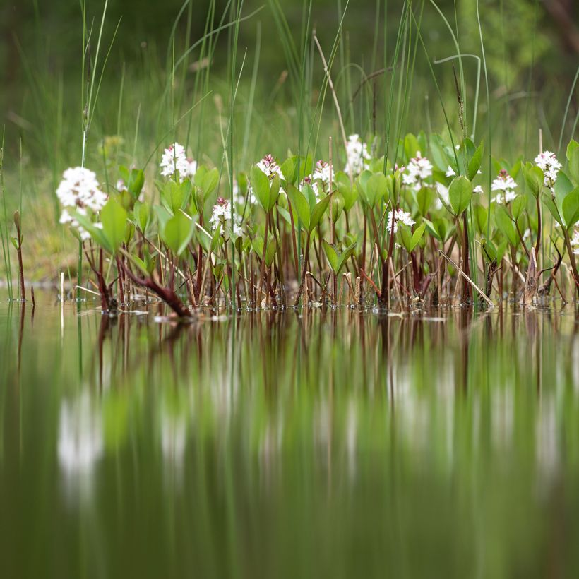 Menyanthes trifoliata - Fieberklee (Hafen)