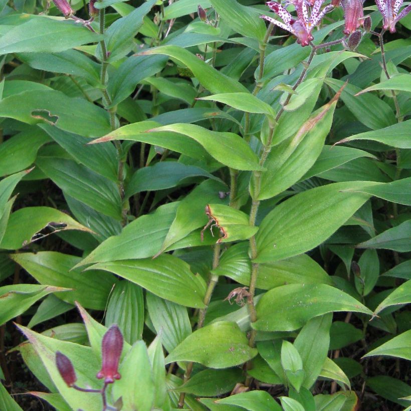 Tricyrtis hirta formosana Sinonome - Krötenlilie (Laub)