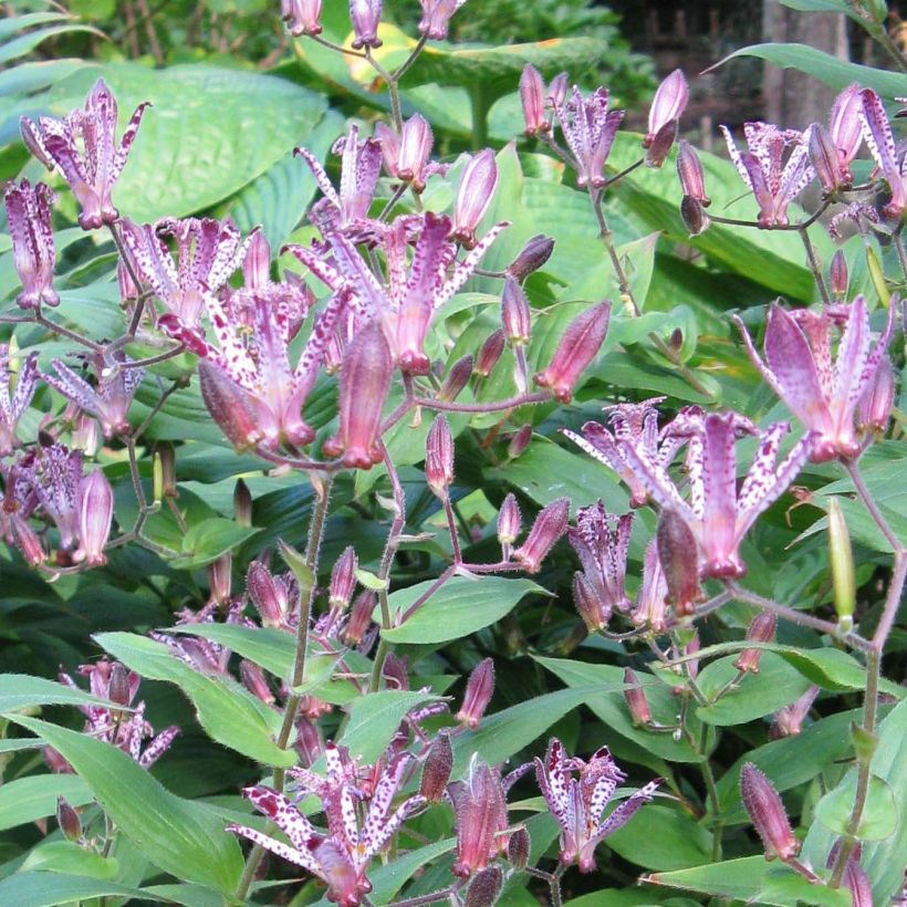 Tricyrtis hirta formosana Sinonome - Krötenlilie (Blüte)