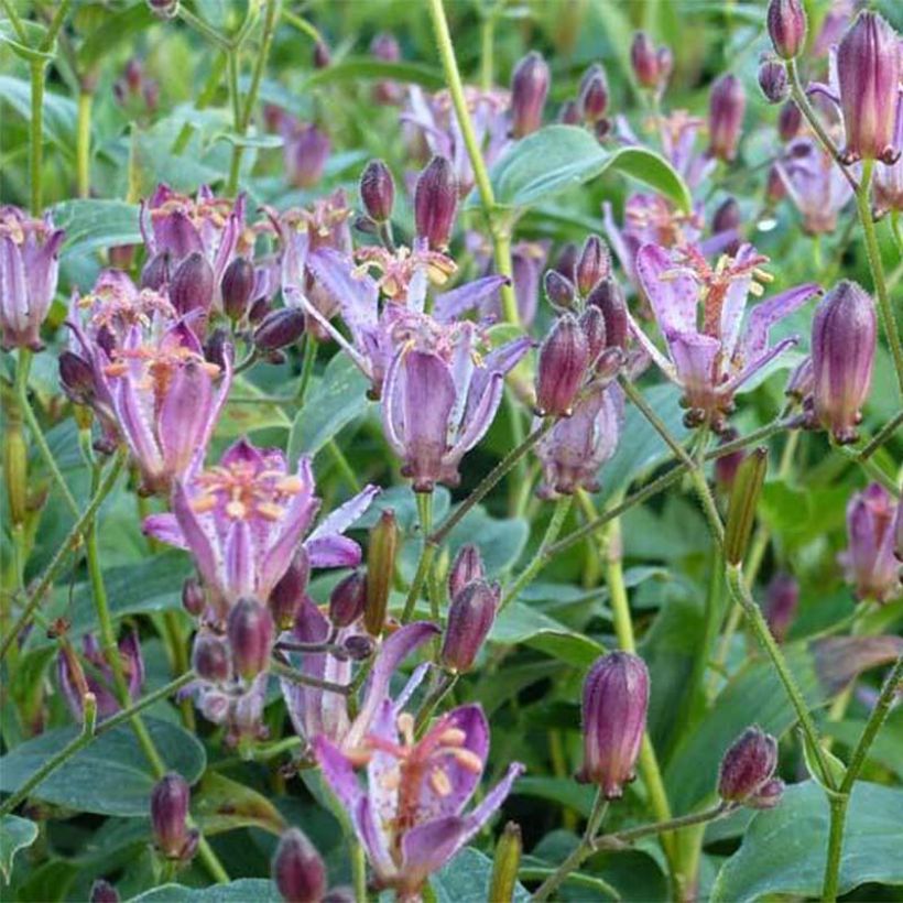 Tricyrtis hirta Taiwan Abdane - Krötenlilie (Blüte)