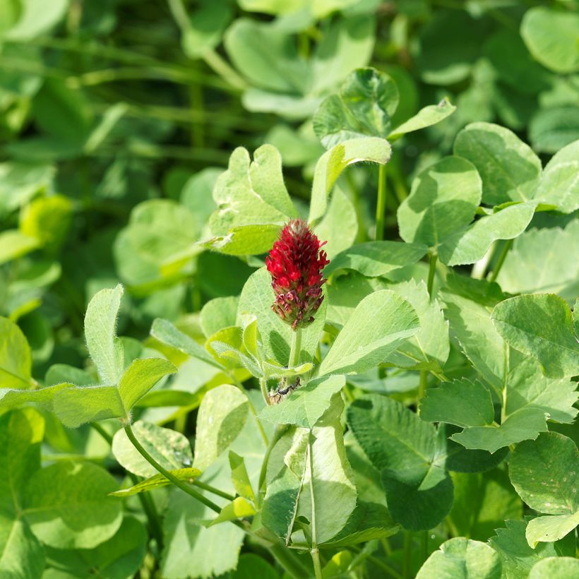 Inkarnat-Klee (Grüner Dünger) - Trifolium incarnatum (Laub)