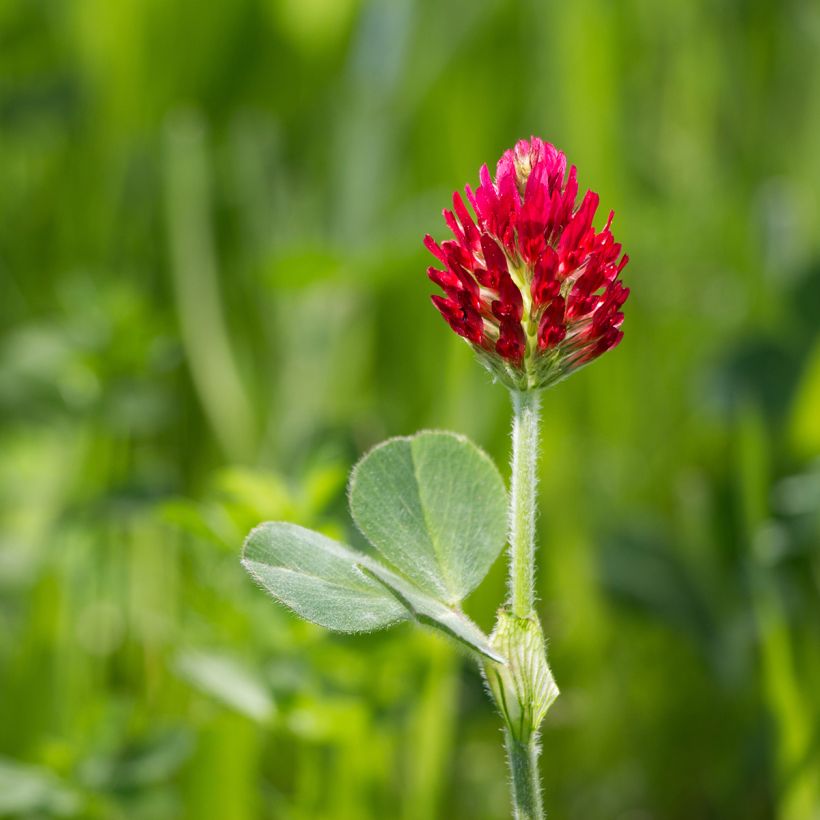 Inkarnat-Klee (Grüner Dünger) - Trifolium incarnatum (Blüte)