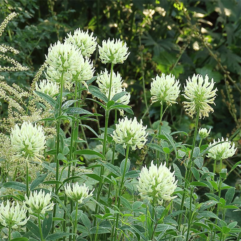 Blassgelber Klee - Trifolium ochroleucon (Blüte)