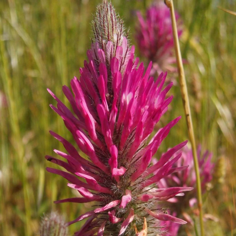 Rotköpfiger Klee - Trifolium rubens (Blüte)