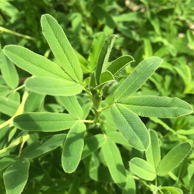 Rotköpfiger Klee - Trifolium rubens (Laub)