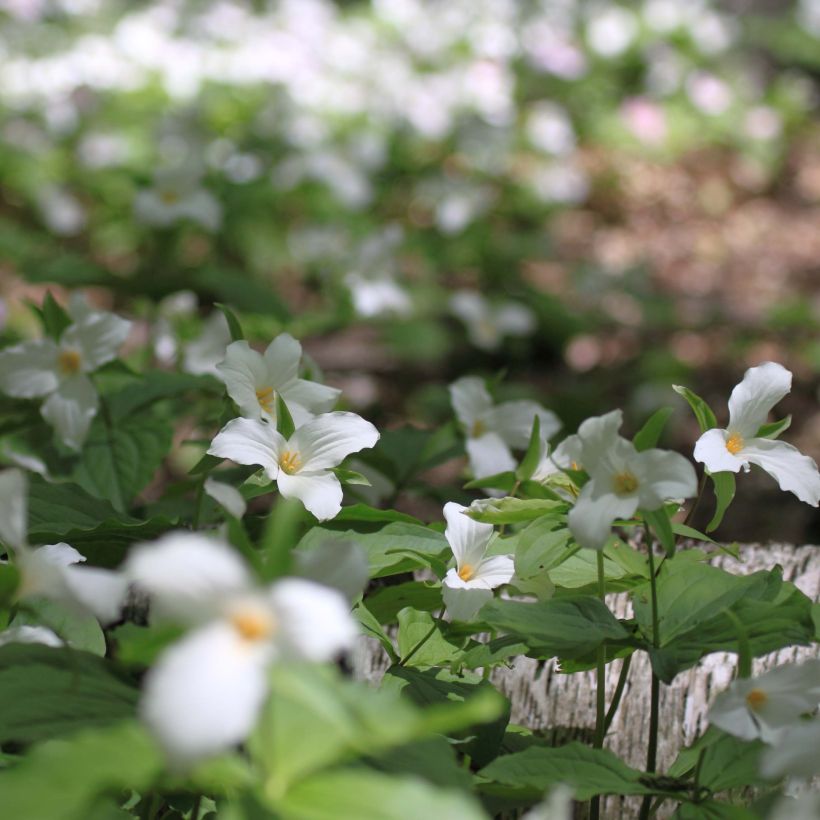 Trillium flexipes - Dreiblatt (Hafen)