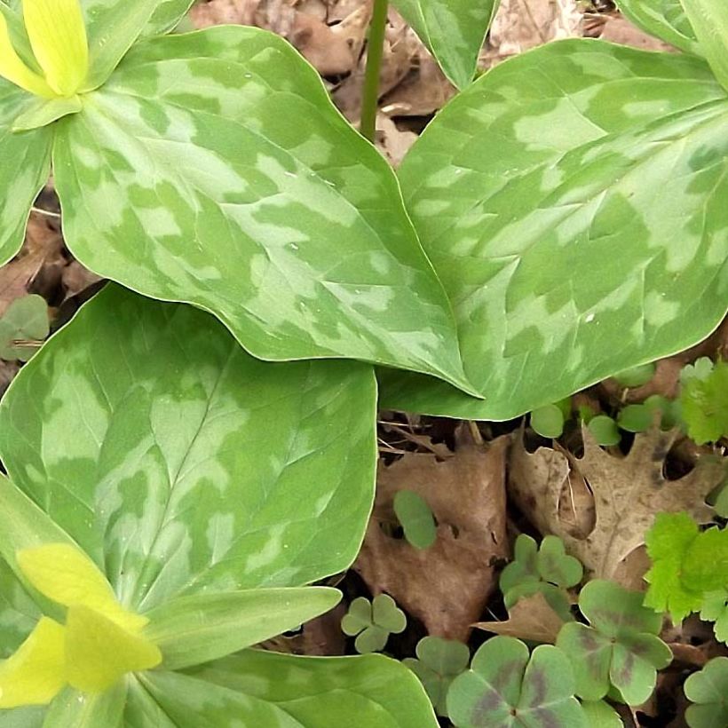 Trillium luteum - Dreiblatt (Laub)