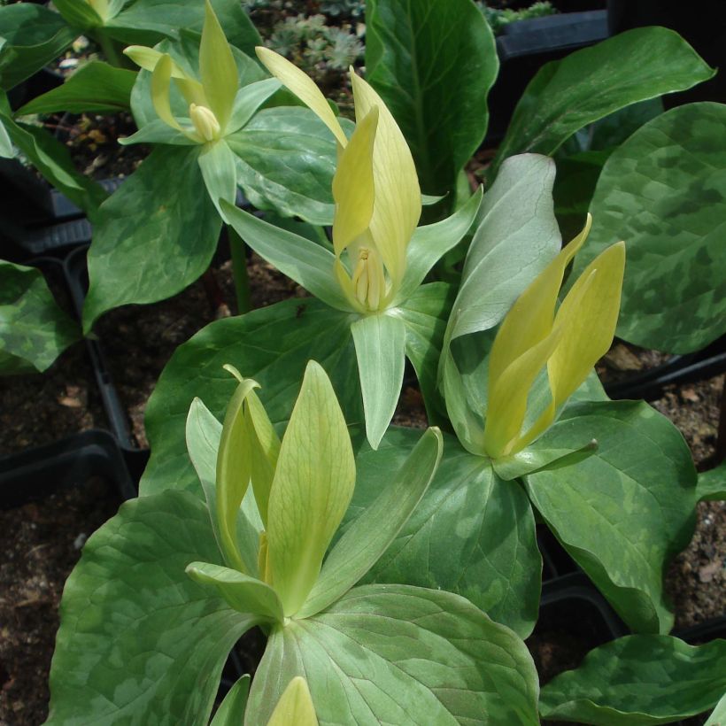 Trillium luteum - Dreiblatt (Blüte)