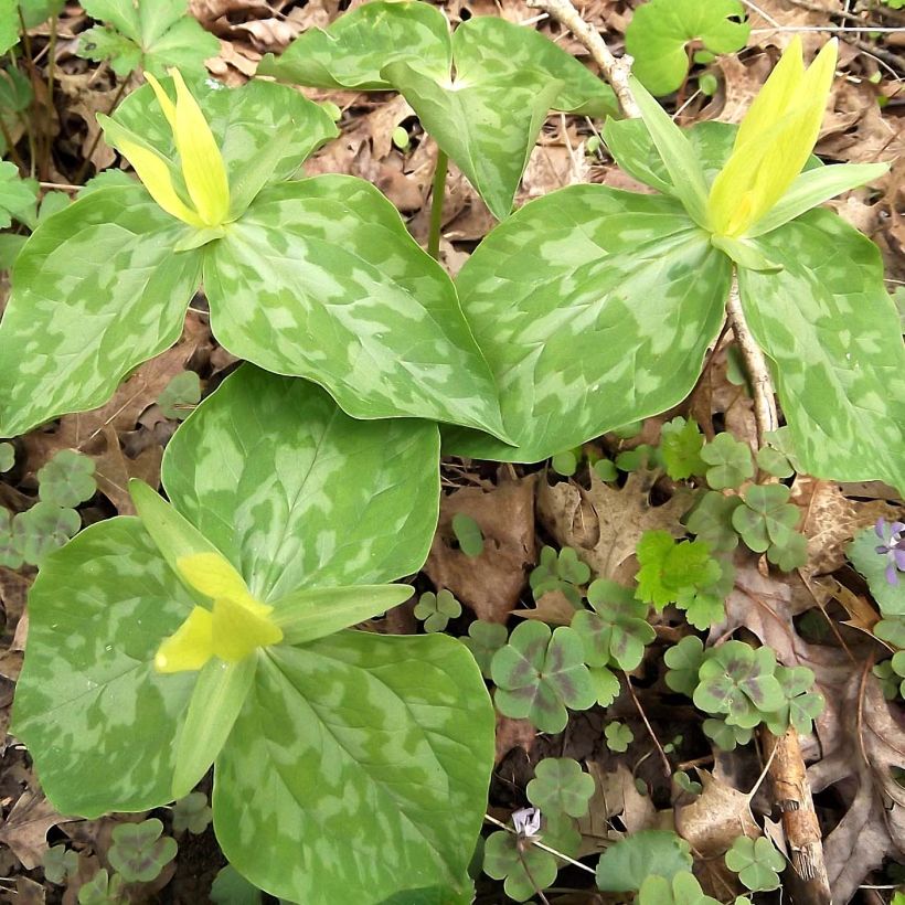 Trillium luteum - Dreiblatt (Hafen)