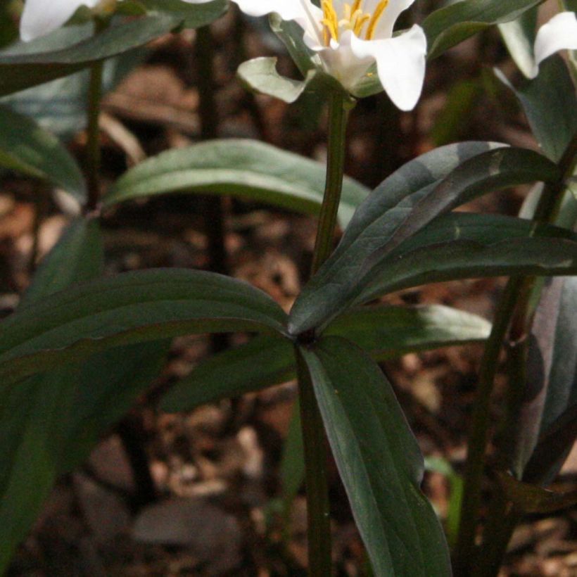 Trillium pusillum - Dreiblatt (Laub)