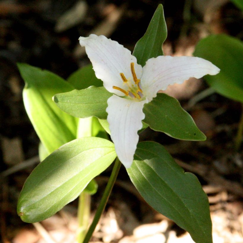 Trillium pusillum - Dreiblatt (Blüte)