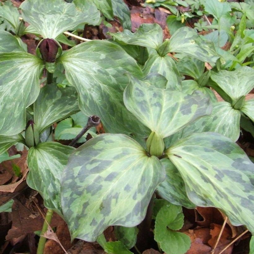 Trillium recurvatum - Dreiblatt (Laub)