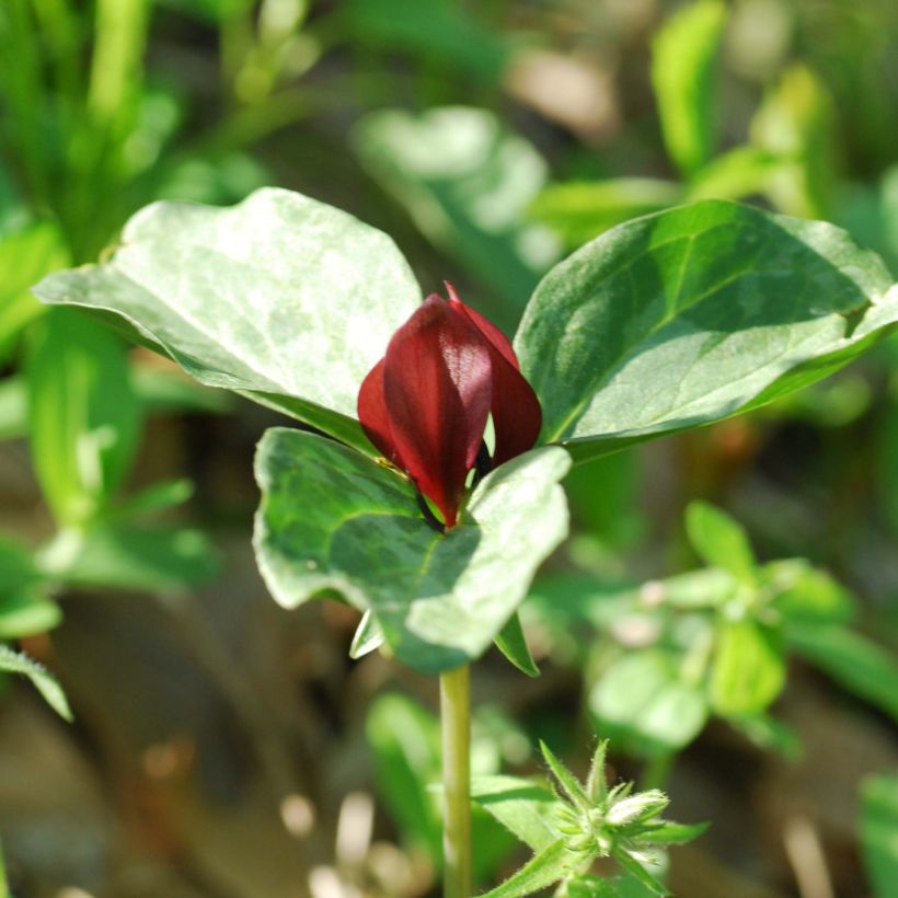 Trillium recurvatum - Dreiblatt (Blüte)