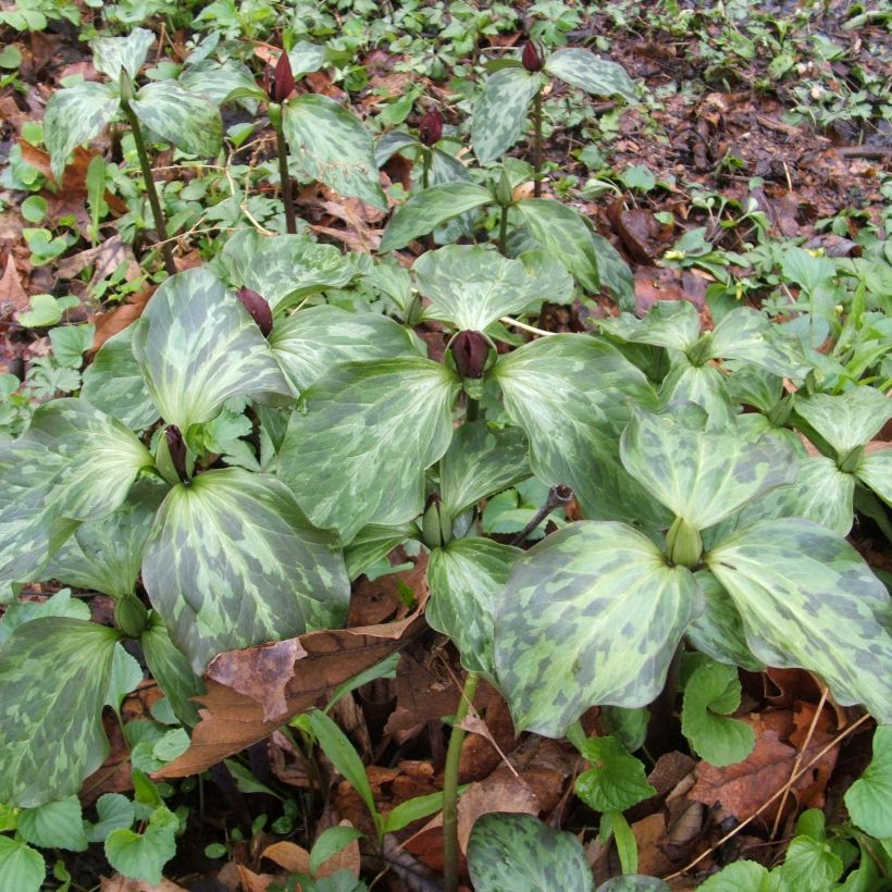 Trillium recurvatum - Dreiblatt (Hafen)