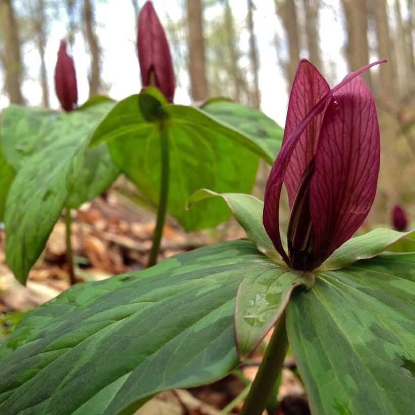 Trillium sessile - Dreiblatt (Blüte)