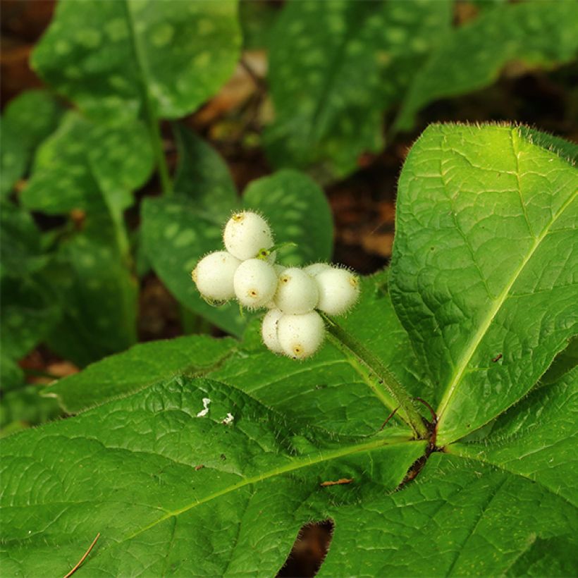 Triosteum pinnatifidum (Blüte)