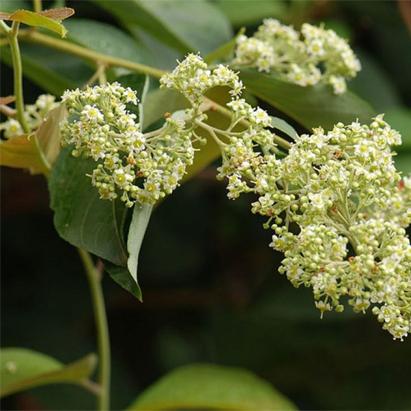 Tripterygium hypoglaucum (Blüte)