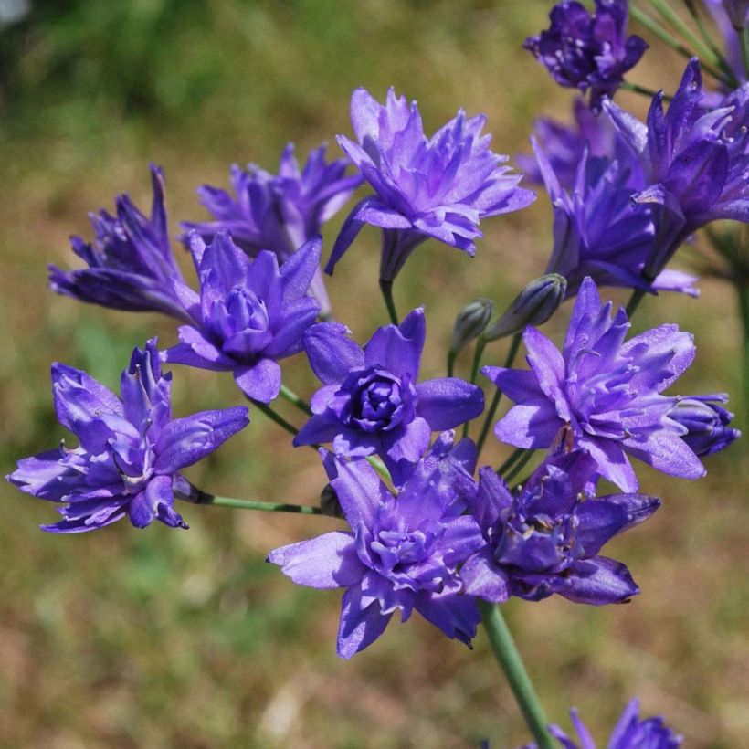 Triteleia Aquarius - Triteleie (Blüte)